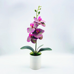 Ewige Blütenpracht – Pflegeleichte Orchideen für jeden Raum