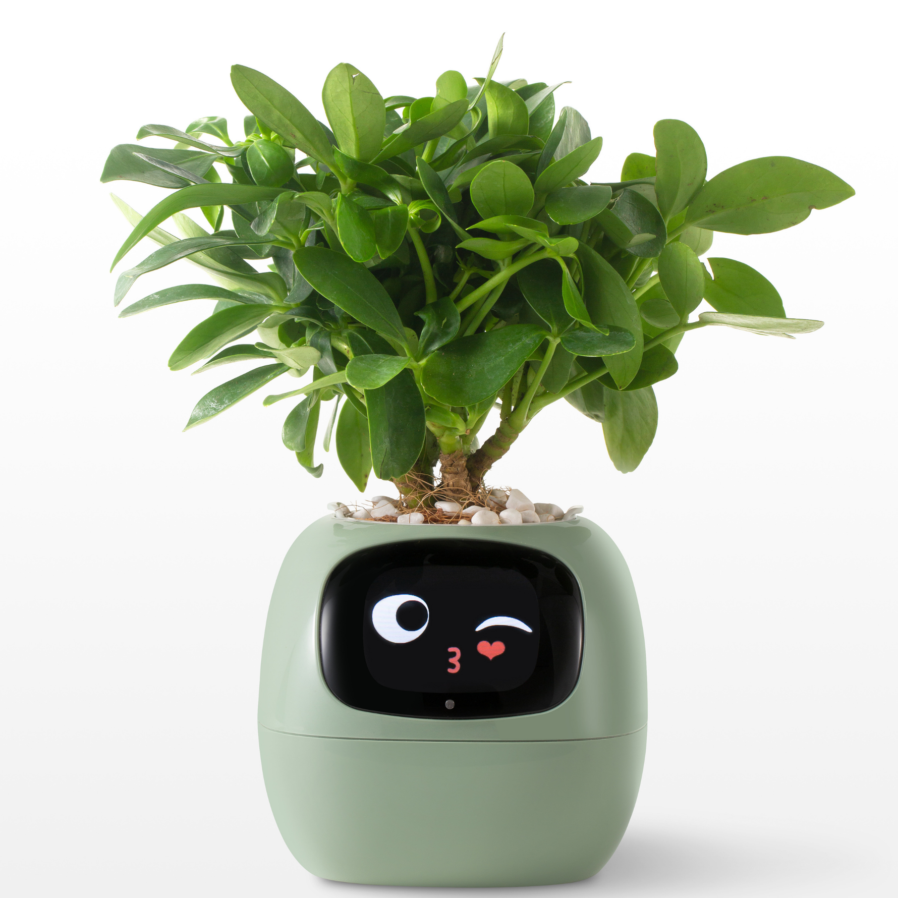 EmojiTopf | Verspielter Blumentopf für jeden Raum