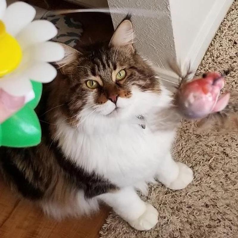 Cat Joy | Interactive Toy for Your Cat