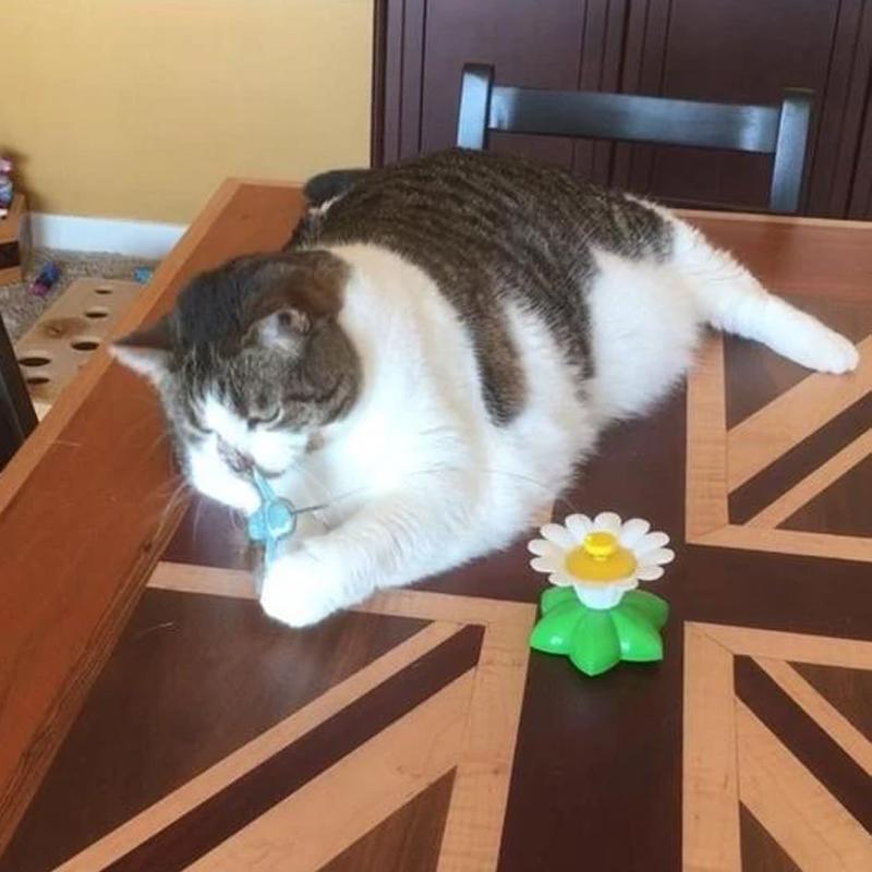 Cat Joy | Interactive Toy for Your Cat