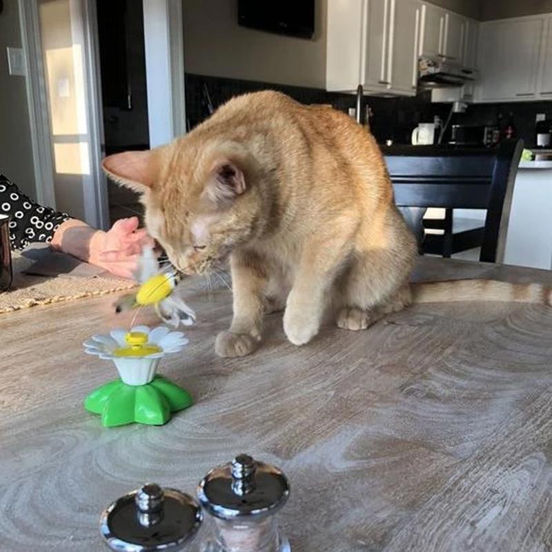 Cat Joy | Interactive Toy for Your Cat