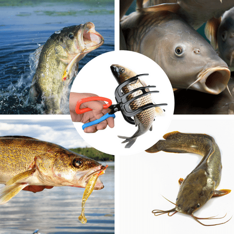 FischGreifer Pro – Sicheres und schmerzfreies Fangen von Fischen