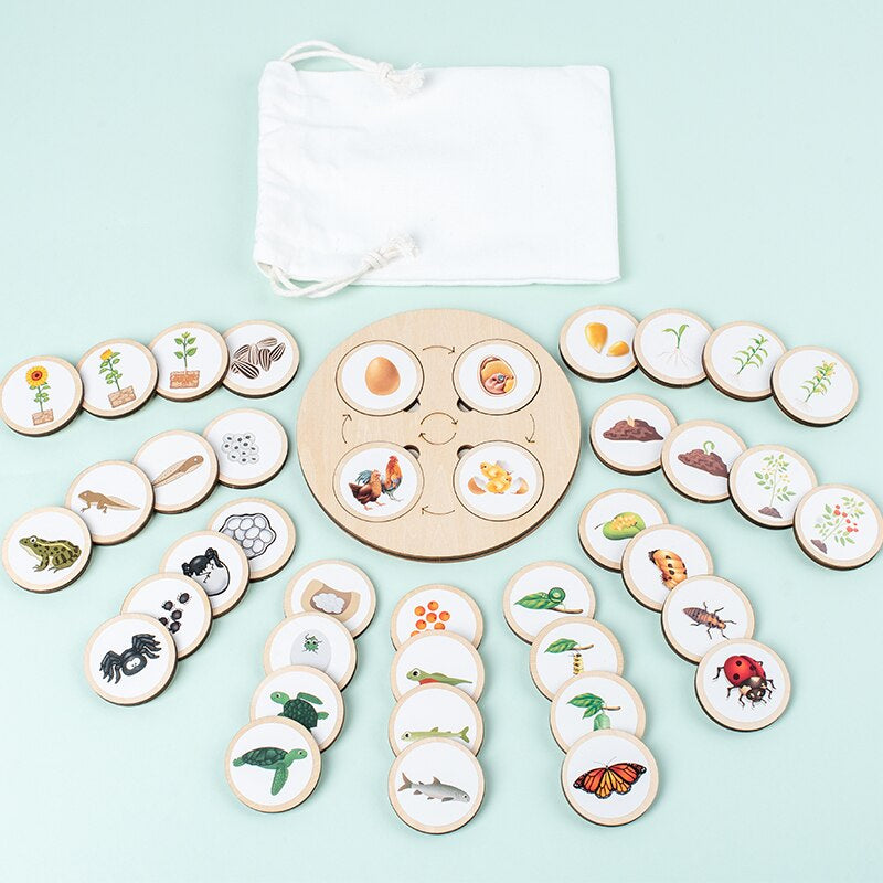 Educational wooden puzzle to promote understanding of the life cycle