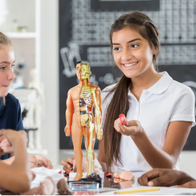Anatomy Learning Model for Children