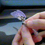 Spring Magic Scented Butterfly for your car