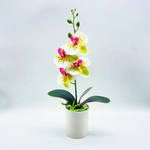 Ewige Blütenpracht – Pflegeleichte Orchideen für jeden Raum