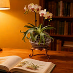 MoosHarmonie Hängende Pflanzkugel | Kunststoff mit Ablauflöchern | Ideal für Orchideen und Farne | Innen- und Außenbereich