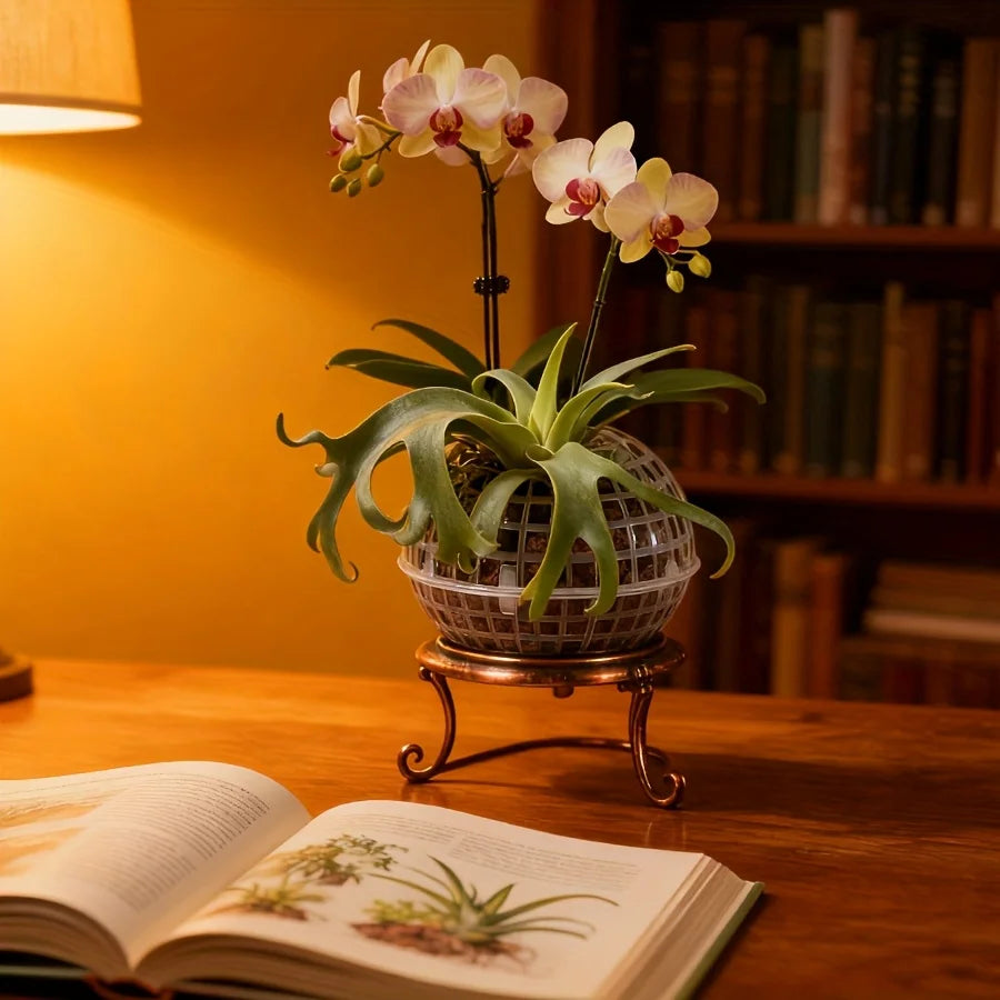 MoosHarmonie Hängende Pflanzkugel | Kunststoff mit Ablauflöchern | Ideal für Orchideen und Farne | Innen- und Außenbereich