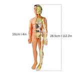 Anatomy Learning Model for Children