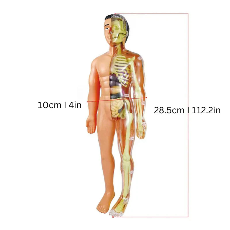 Anatomy Learning Model for Children
