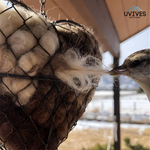 Vögel willkommen heißen – Schaffen Sie ein einladendes Gartenparadies