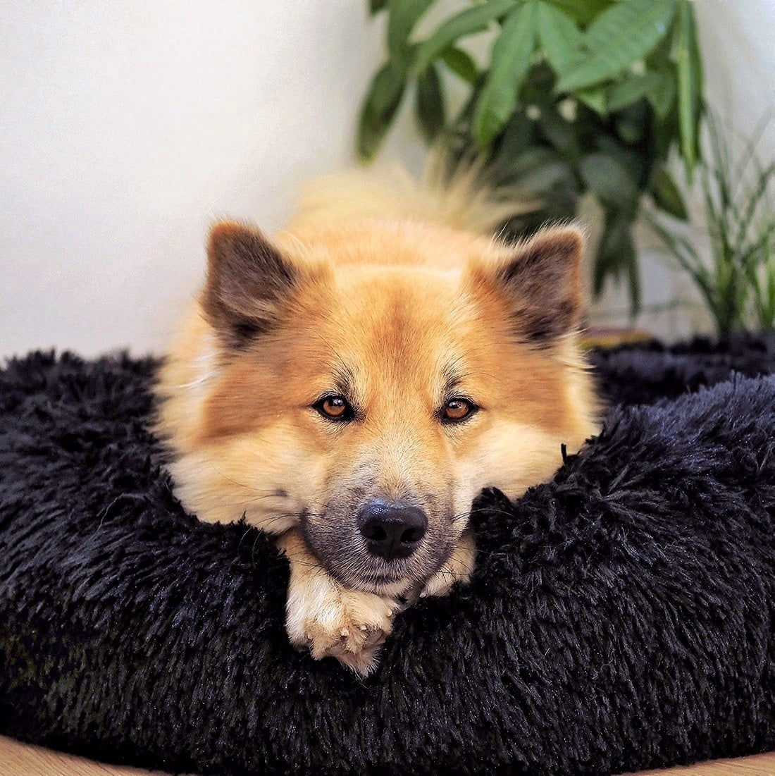 FluffyNest Comfort Dog Bed – Orthopedic Plush Sleeping Pillow for Dogs