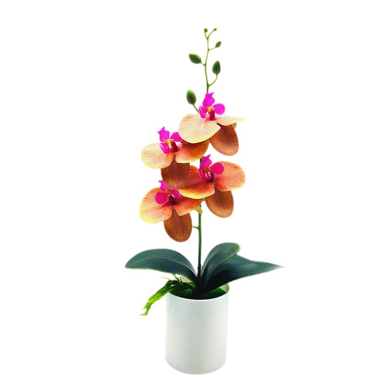 Ewige Blütenpracht – Pflegeleichte Orchideen für jeden Raum
