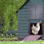 Automatic Chicken Coop Door for More Security and Convenience