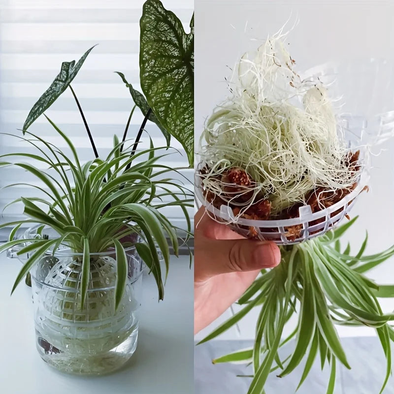 MoosHarmonie Hängende Pflanzkugel | Kunststoff mit Ablauflöchern | Ideal für Orchideen und Farne | Innen- und Außenbereich