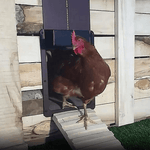 Automatic Chicken Coop Door for More Security and Convenience