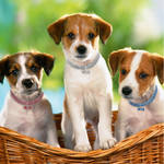 Sparkling Canine Friendship: Stylish Collar