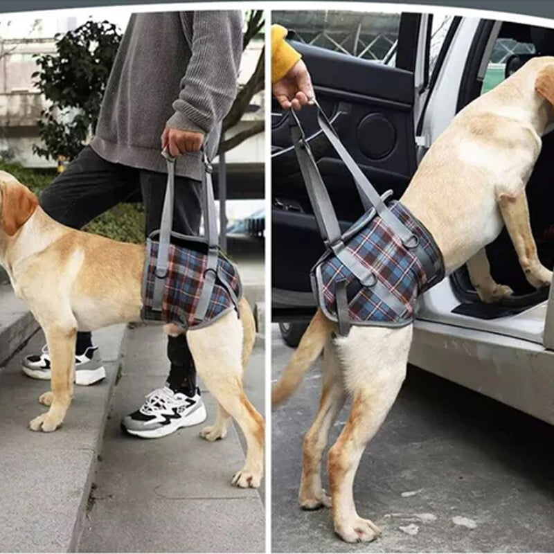 Support harnesses for dogs with hind leg weakness