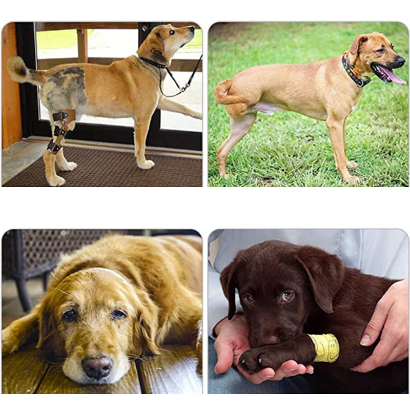 Support harnesses for dogs with hind leg weakness