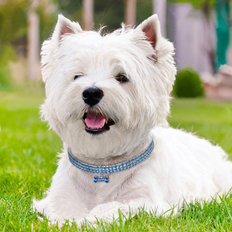 Sparkling Canine Friendship: Stylish Collar