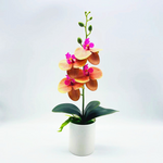 Ewige Blütenpracht – Pflegeleichte Orchideen für jeden Raum
