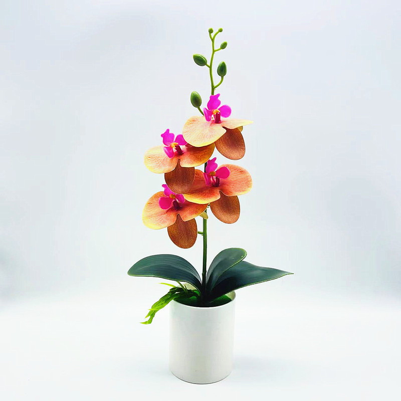 Ewige Blütenpracht – Pflegeleichte Orchideen für jeden Raum