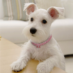 Sparkling Canine Friendship: Stylish Collar
