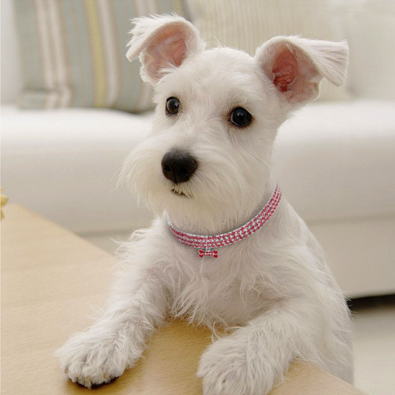 Sparkling Canine Friendship: Stylish Collar