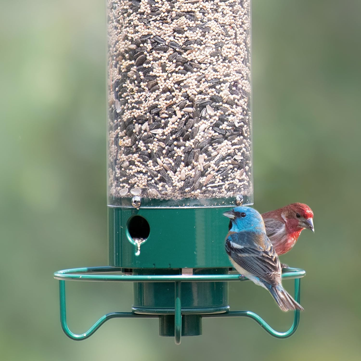 Secure Bird Feeder – Perfect for Your Garden