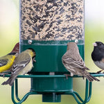 Secure Bird Feeder – Perfect for Your Garden