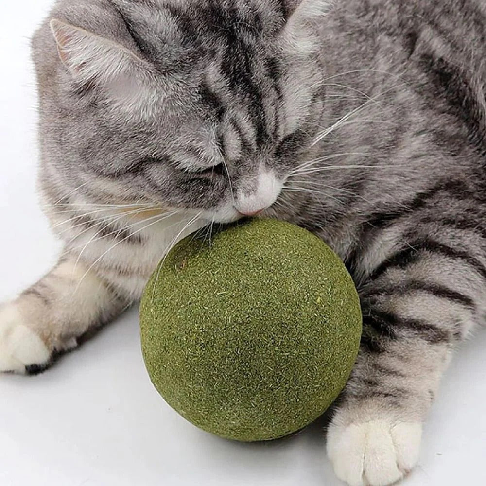 Katzenminzbällchen für spielerische Zahnpflege