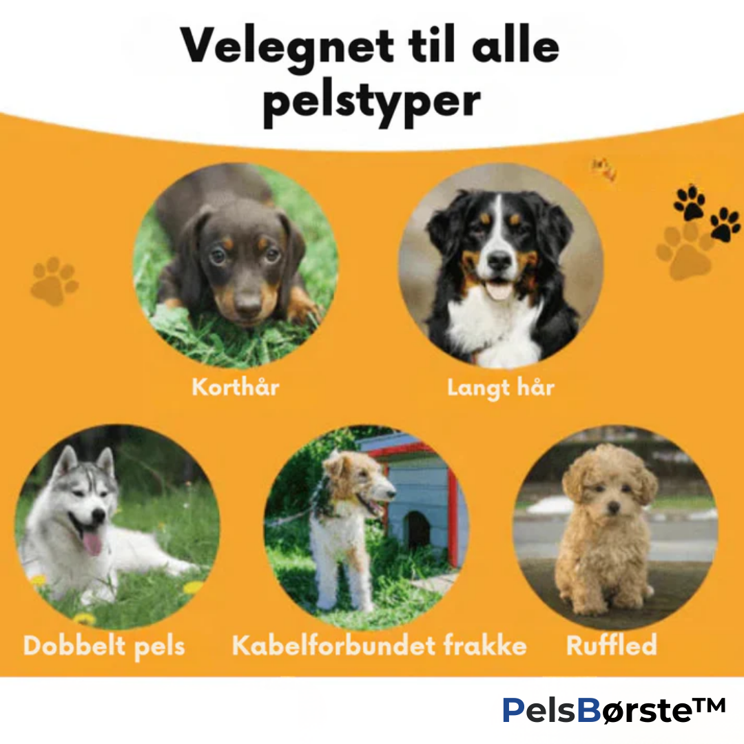 Haarschutz Pro - Für ein sauberes Zuhause ohne Hundehaare