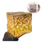 Zauberhafte Tulpenlampe – Blossom Box