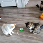 Cat Joy | Interactive Toy for Your Cat