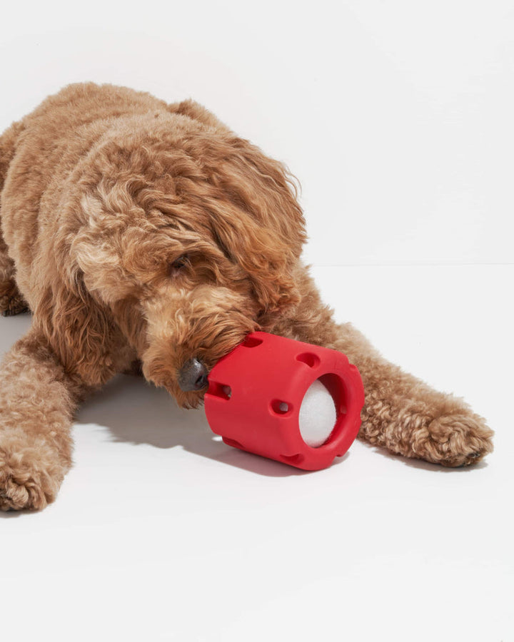 Frohsinn - Activity, Dental Care, and Joy for Your Dog