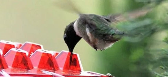 Hummingbird Feeder mit 30 Öffnungen – Ameisenresistent und UV-beständig