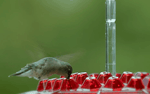 Hummingbird Feeder mit 30 Öffnungen – Ameisenresistent und UV-beständig