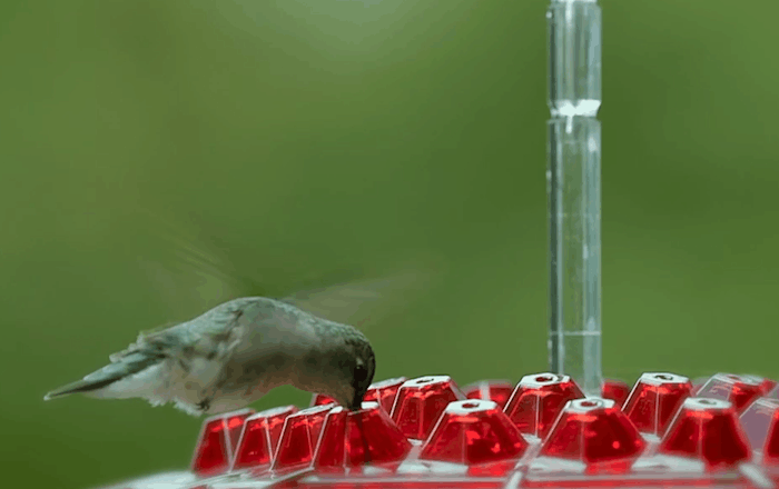 Hummingbird Feeder mit 30 Öffnungen – Ameisenresistent und UV-beständig