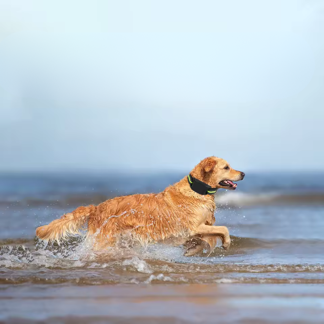 Automatic Anti-Bark Collar with Sound and Static Correction
