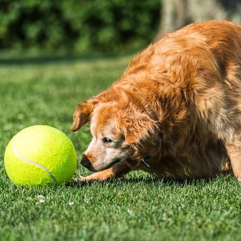 BarkBounce | Abenteuerlicher Spielspaß
