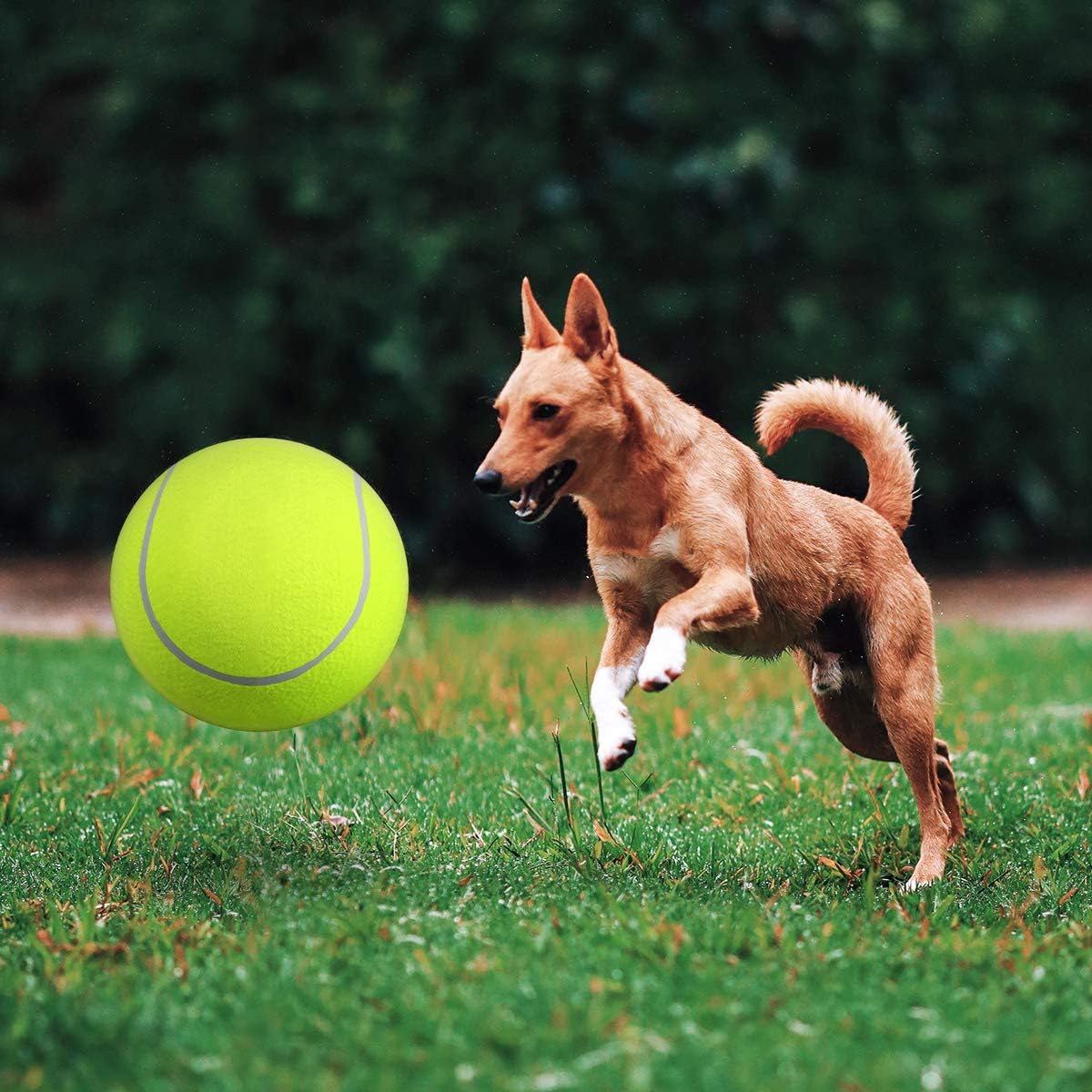 BarkBounce | Abenteuerlicher Spielspaß