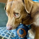 Robustes Kau-Spielzeug für Hunde – Hält extremem Kauen stand