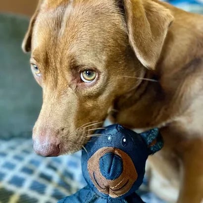 Robustes Kau-Spielzeug für Hunde – Hält extremem Kauen stand
