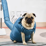 Blaze | Schützen Sie Ihren Hund vor nassen Fellproblemen
