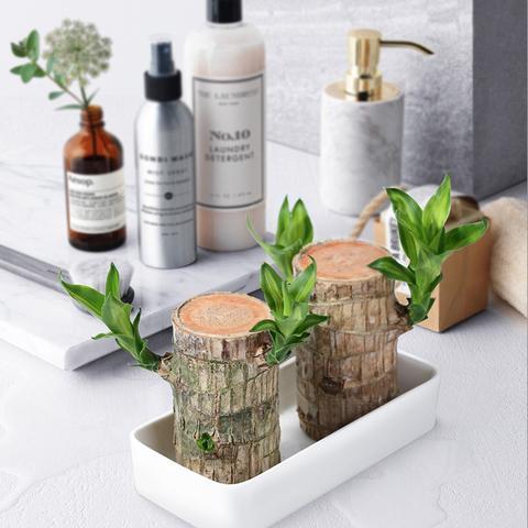 Lucky Bamboo from Brazil