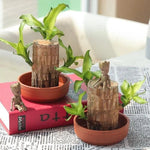 Lucky Bamboo from Brazil