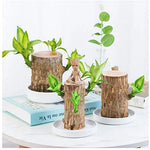 Lucky Bamboo from Brazil