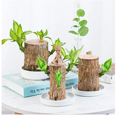 Lucky Bamboo from Brazil