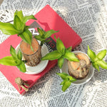 Lucky Bamboo from Brazil