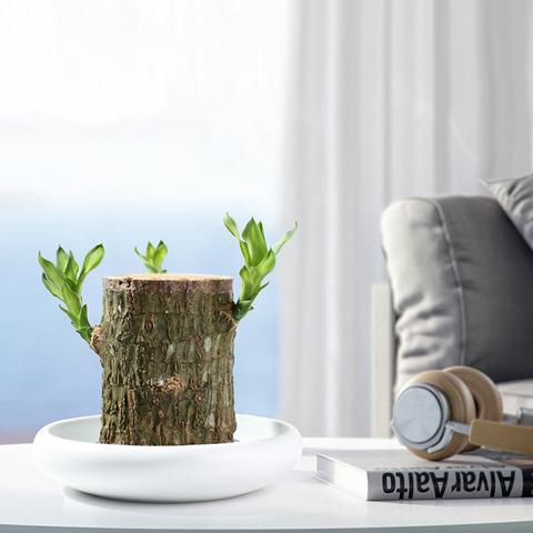 Lucky Bamboo from Brazil